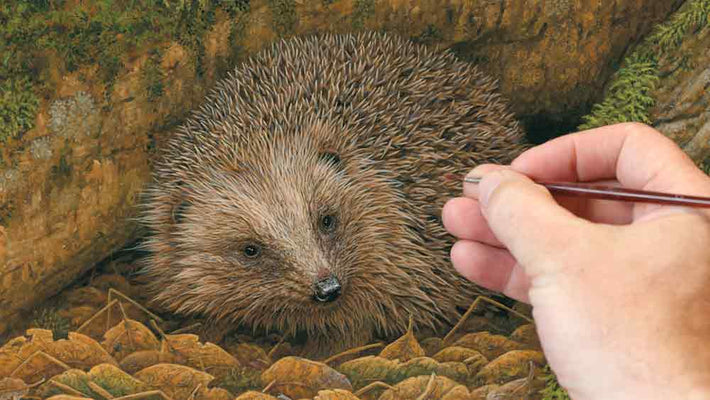 Film | The Art of Painting a Hedgehog | Wildlife Art