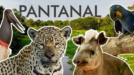 Film | Jaguar's dramatic hunt in Brazil's Pantanal wetlands | Wild travel