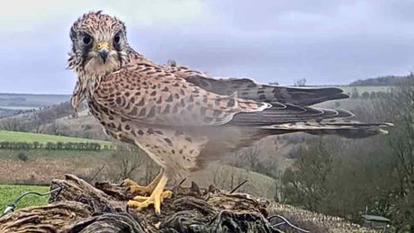 Film | Owls & kestrels buffeted by Storm | Wildlife v Weather