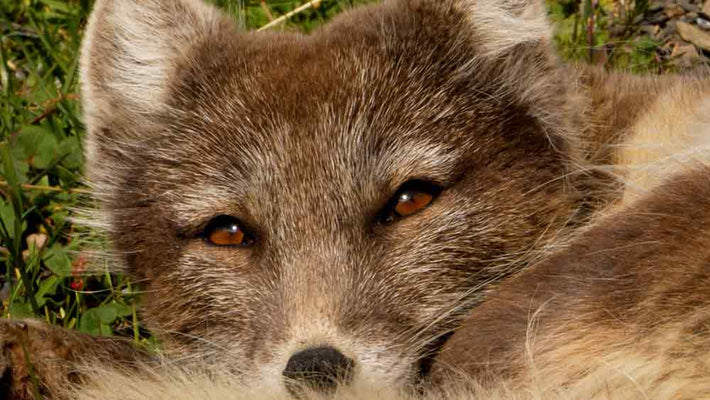 Film | Arctic Fox's Fearless Hunt over Precarious Cliff Edge | 4K | Svalbard