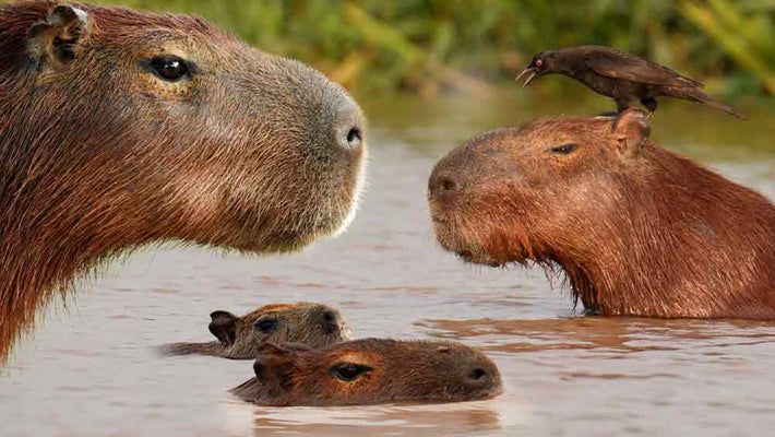 Film | The truth about capybaras