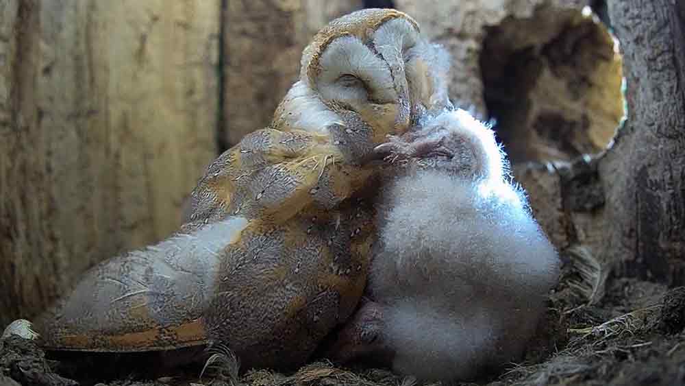 Film | Barn Owl Chicks Cuddle Up to Mum In Nest | Gylfie & Dryer