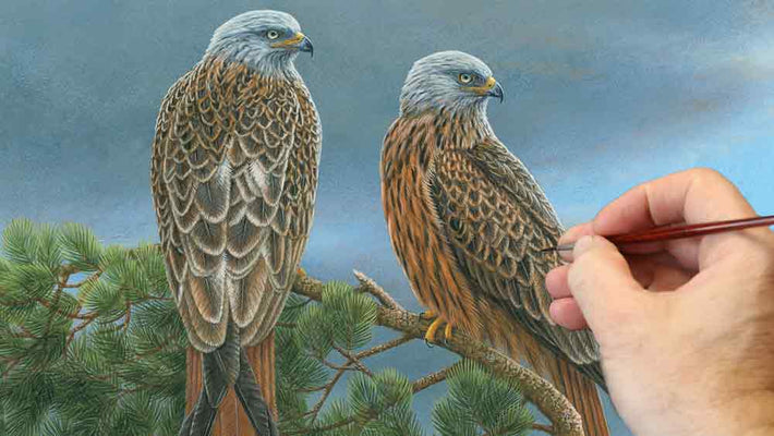 Film | A Painting Inspired by Red Kites | Wildlife Art