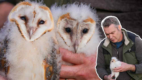 Film | Barn owl chicks ringed & deemed healthy  | Gylfie & Dryer