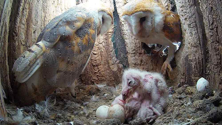 Film | Barn owls begin new family | Gylfie & Dryer