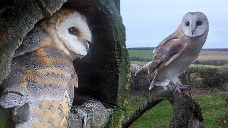 Film | Barn Owl Chicks Overcome Shaky Start & Fly Free | Gylfie & Dryer