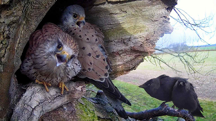 Film | Kestrel v Jackdaw: Long Fight for Nest Site | Apollo & Athena