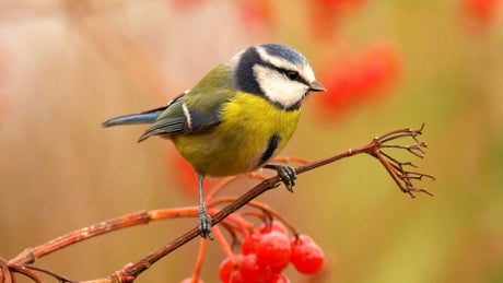 Film | Birds feasting amongst autumn berries | Garden birds