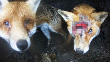 Film | Red Foxes Resume Courtship Despite Vixen's Ugly Injury | Discover Wildlife