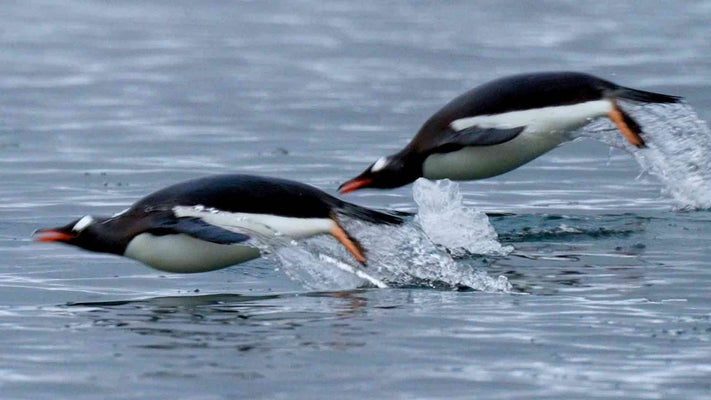 Film | Gentoo Penguins Porpoising Through Icy Waters  | Discover Wildlife