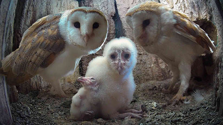 Film | Barn Owls' Struggle to Raise Autumn Brood | Gylfie & Dryer | Full Story