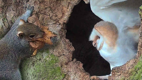 Film | Barn Owl vs Grey Squirrel | Gylfie & Dryer