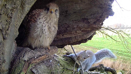 Film | Kestrels vs Grey Squirrels | Apollo & Athena