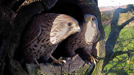 Film | New Kestrel Courtship | Jenny