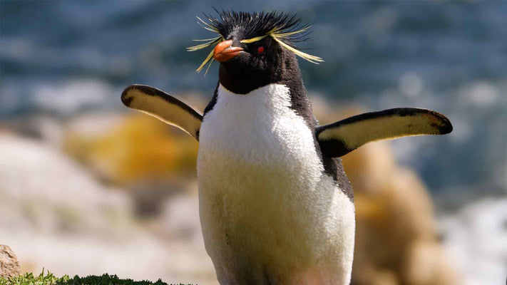 Film | Why Penguins Can't Fly & More Amazing Penguin Facts | Discover Wildlife