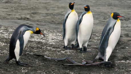 Film | Hilarious! King Penguin Gets Seaweed Stuck to Foot | Discover Wildlife