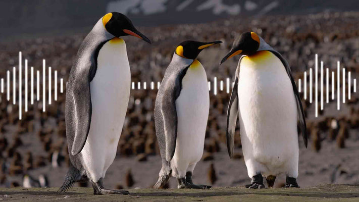 Film | Penguins - Listen to the Sound of 500K King Penguins | Discover Wildlife