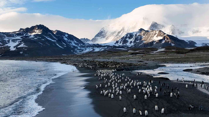 Film | The Largest King Penguin Colony on the Planet | Discover Wildlife