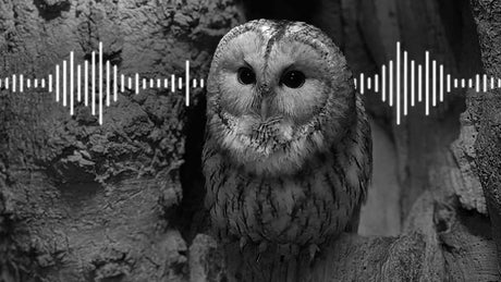 Film | Soft Sound of Tawny Owl Love Calls  | Animal Sounds