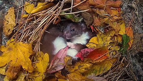 Film | Weasel settles to sleep in a bed of autumn leaves | Discover wildlife