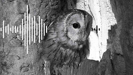 Film | Hoots & Calls of Courting Tawny Owls | Bonnie & Ozzy