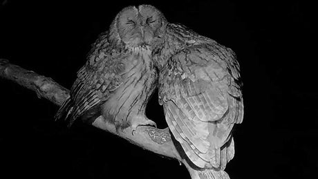 Film | Tawny Owl Courtship Calls and Sounds | Luna & Bomber