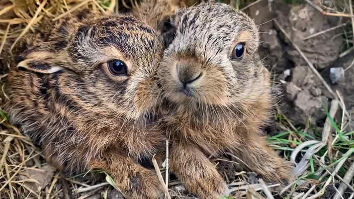 Film | Adorable Baby Hares Wait for Mum | Discover Wildlife