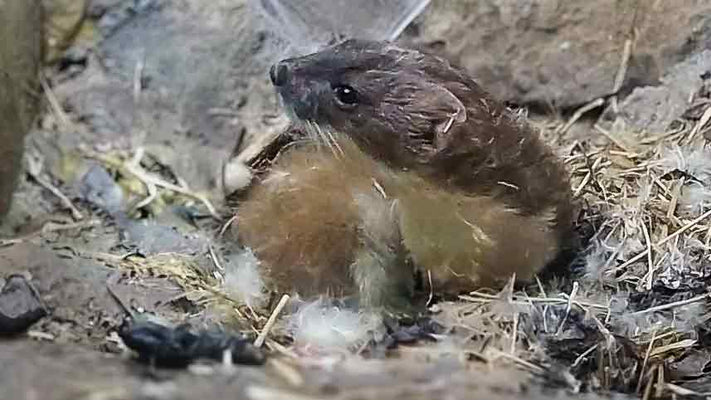 Film | Stoat Falls Asleep Under Silky Spider Web Tent | Discover Wildlife