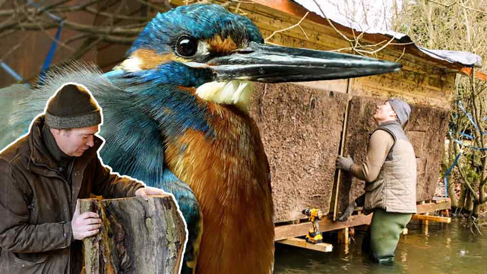 Film | Building Nest Boxes for Owls, Kestrels & Kingfishers