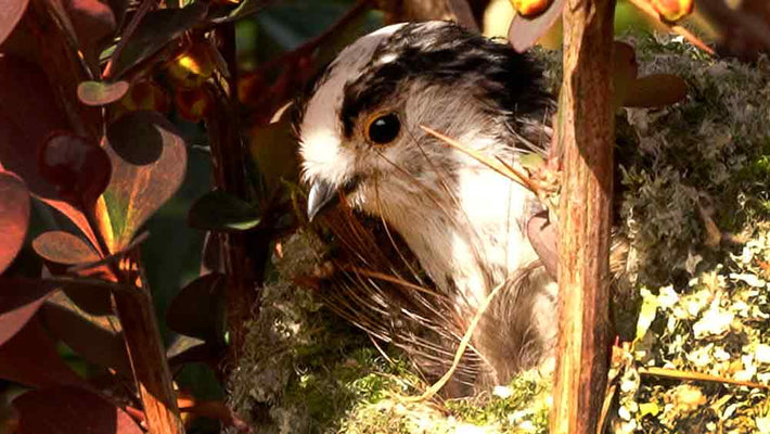 Film | Long Tailed Tits Building Soft, Stretchy Nests | Discover Wildlife