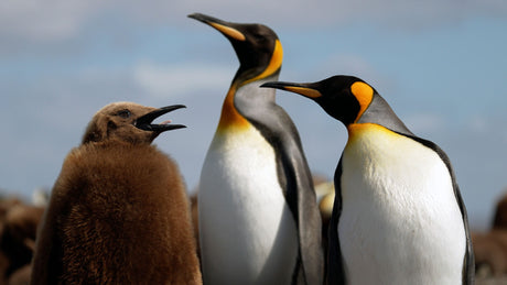 King penguin pair with their fluffy chick filmed in South Georgia