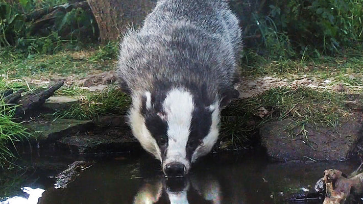 Film | Thirsty Badger Drinks At Wildlife Pond | Discover Wildlife