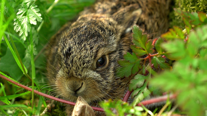 Film | Hare Raises Baby Leveret in My Back Garden | Discover Wildlife