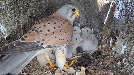 Film | Kestrel dad learns to care for chicks after mum disappears