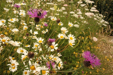 Planting a wildflower meadow for wildlife art