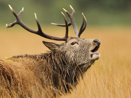 Best Red Stags Win Females, But It’s Not Easy