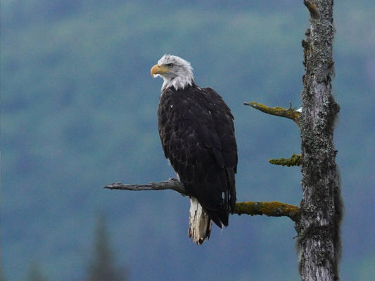 Whales, otters & eagle chicks: 24 hours in Alaska