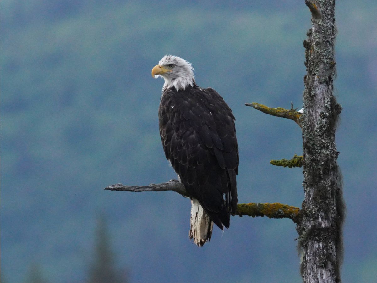 Whales, otters & eagle chicks: 24 hours in Alaska