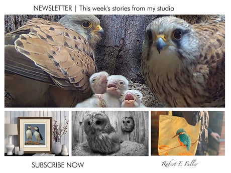 Love is in the air &#x1f495; Tawny owls settle on new home & kestrels devoted. Plus free valentines day gift offer