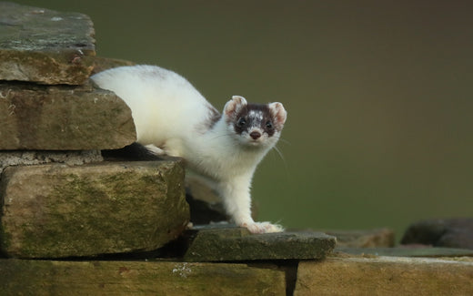 Turning white for winter | charting the transition of a stoat named Bandita