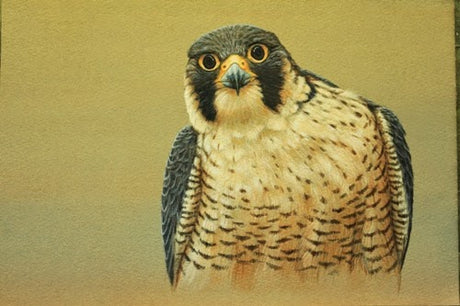 Painting Peregrines in the City