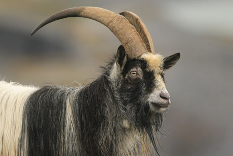 Wild Welsh Mountain Goats