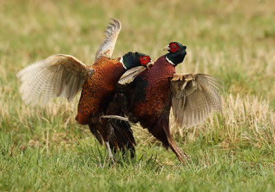 Pheasant Fight