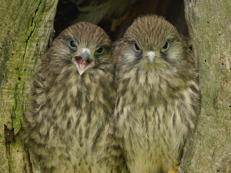 Film | Kestrel chicks fly free after tough start