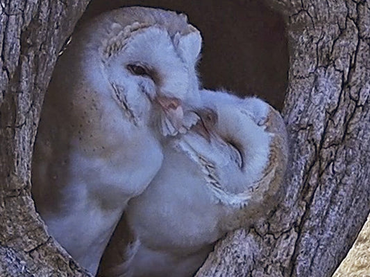 Film | Barn owls search for somewhere to nest