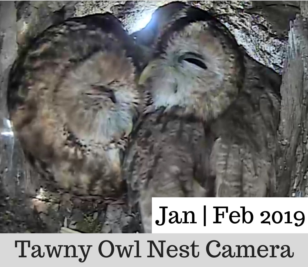 Tawny Owl Nest Camera | Jan-Feb 2019 | Courtship & Nesting