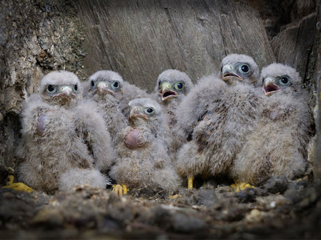 Film | Rescued kestrel chicks reunited with wild family