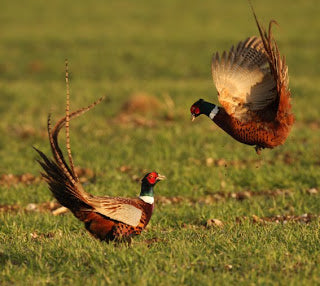 Bird of Prey Bonanza