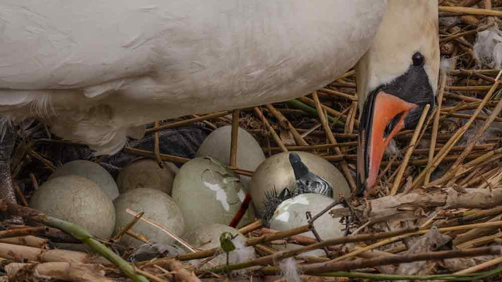 Film | Swan cygnets hatching from eggs - amazing close up view | Discover wildlife