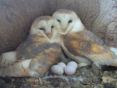 Film | From nest search to eggs: Barn owls Gylfie & Finn's love story | Gylfie & Finn